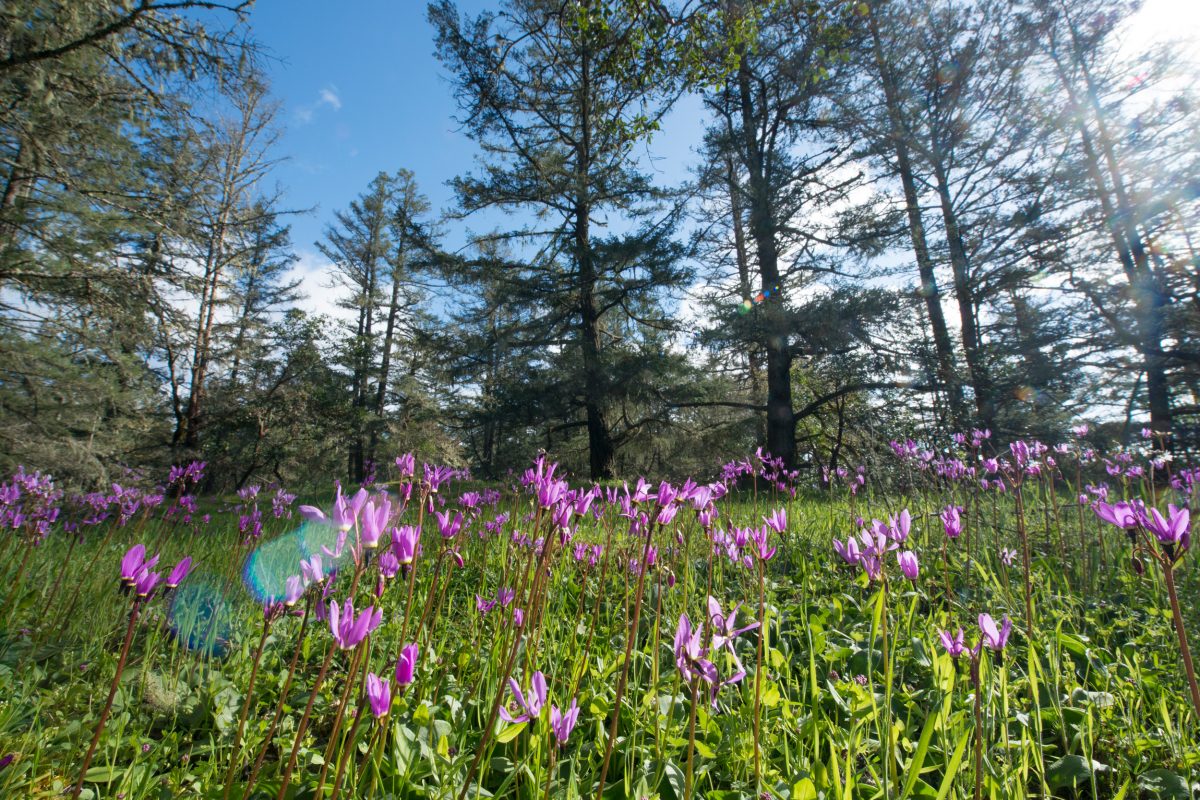 shooting star flowered in front of Douglas fir trees