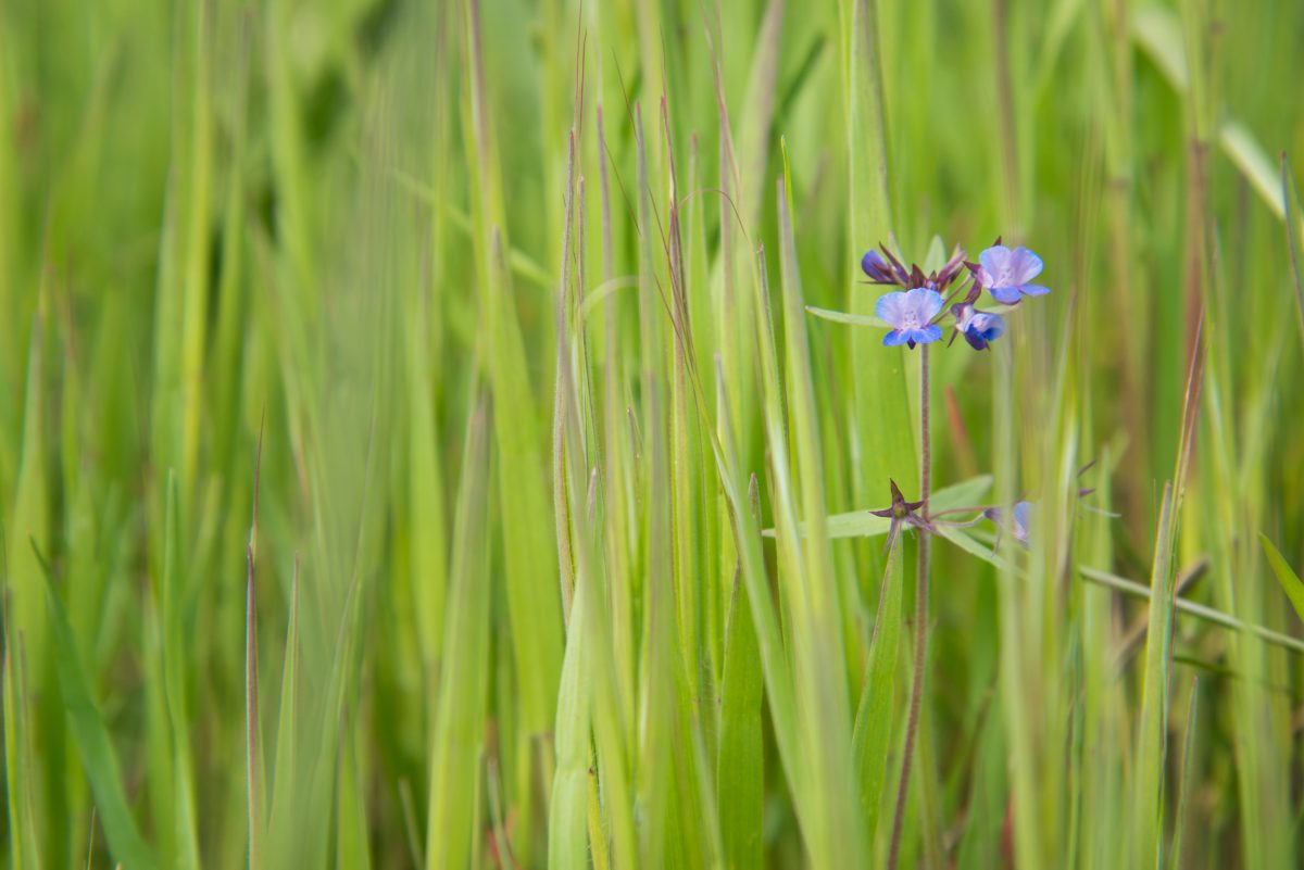 a blue-eyed Mary flower amid common velvet grass
