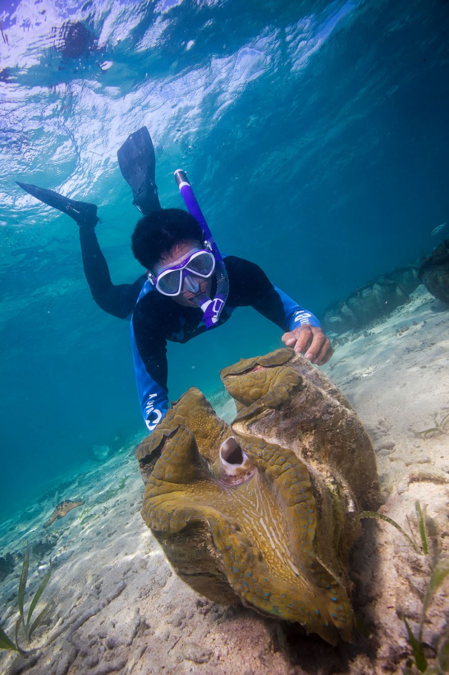 researcher with giant clam under water