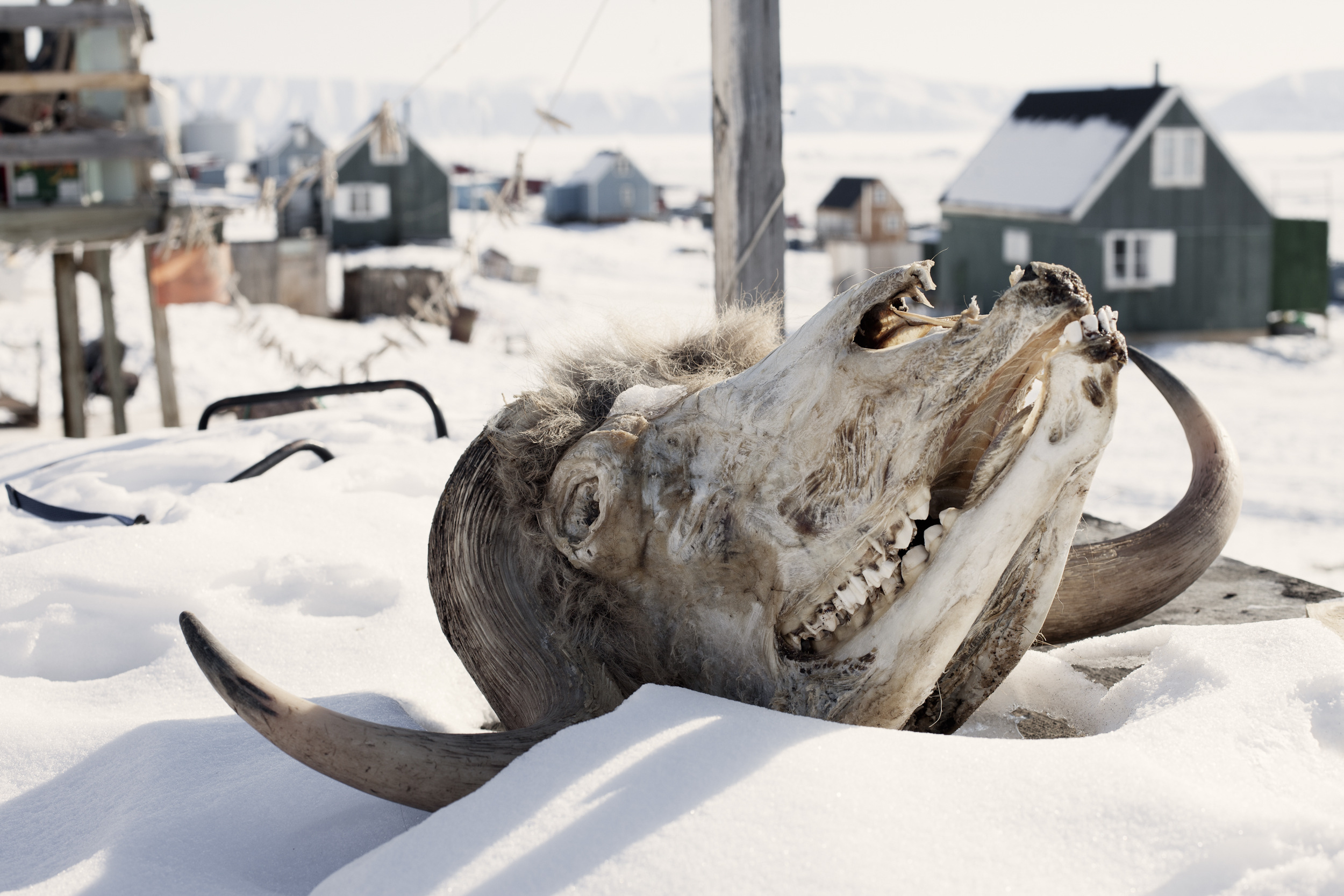 The Seal Hunters of Greenland: A Photo Essay | Hakai Magazine