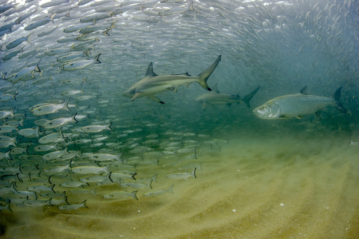 Two blacktip sharks and a tarpon hunt a massive mullet bait ball near the beach on Singer Island, Florida. The predators’ strategy involves trapping the baitfish in the shallows in a tight school and then striking at the formation.