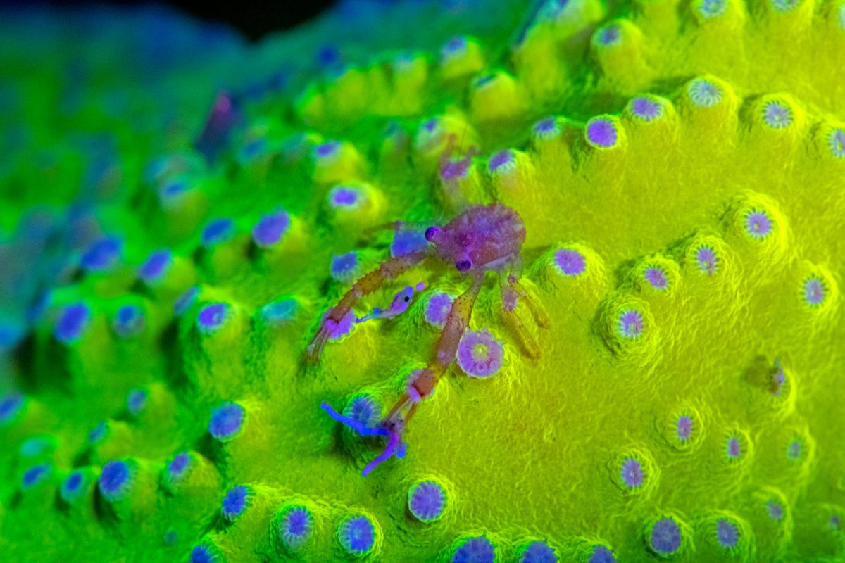 squat lobster on coral