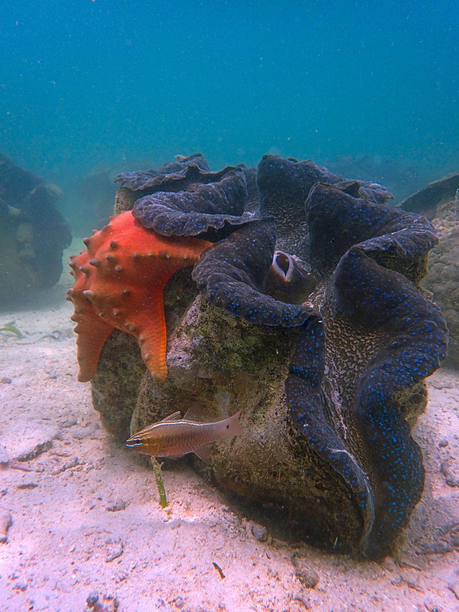 seastar on giant clam