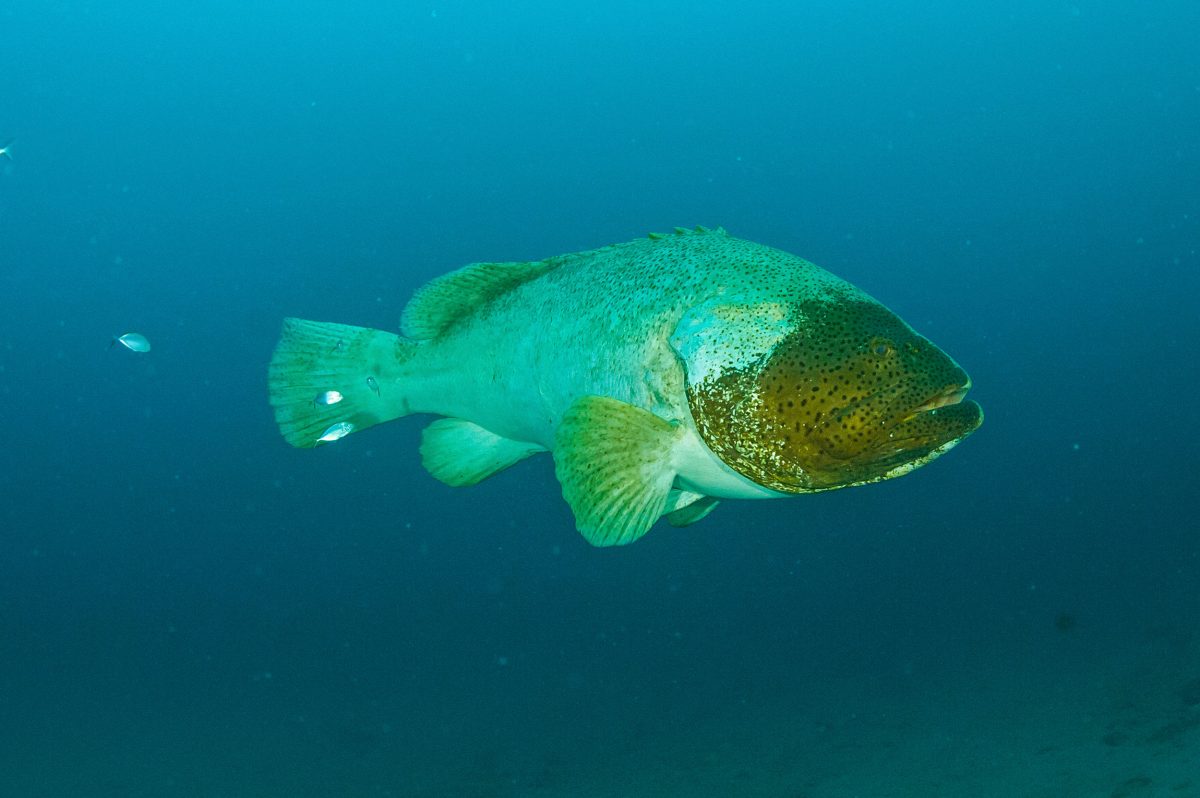 Identified by the dark patch on the right side of its face, the fish known as Braveheart is a fixture on the Mizpah and other artificial reefs near Singer Island in the late summer.