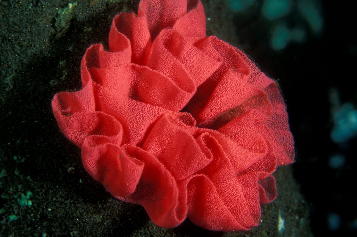 Ribbon shape nudibranch egg cluster on a coral reef, Solomon Islands