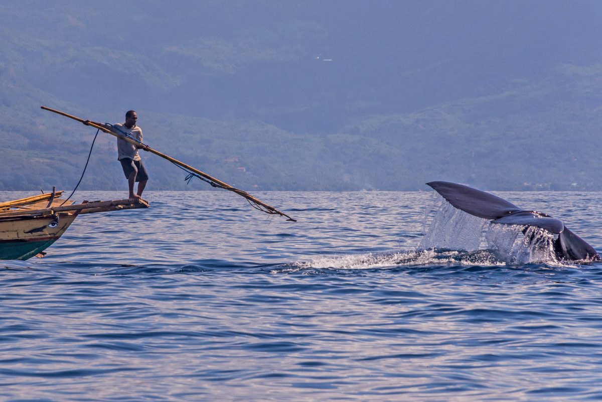 a young indonesian hunts a whale from a boat