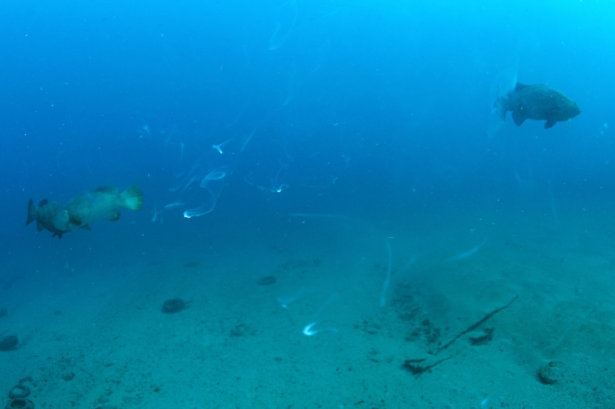 A male goliath grouper (right) releases sperm near the Mizpah shipwreck during spawning season. Anywhere from a dozen to more than 100 fish may gather at a site during spawning season—historically, aggregations included up to 150. 