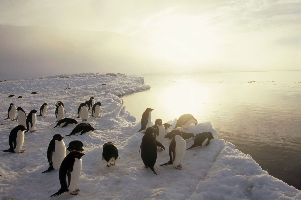 Adelie Penguin (Pygoscelis adeliae) group commuting to sea over ice apron, Cape Hallet, Ross Sea, Antarctica