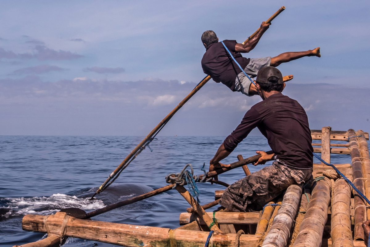 Indonesian whale hunter spears a sperm whale