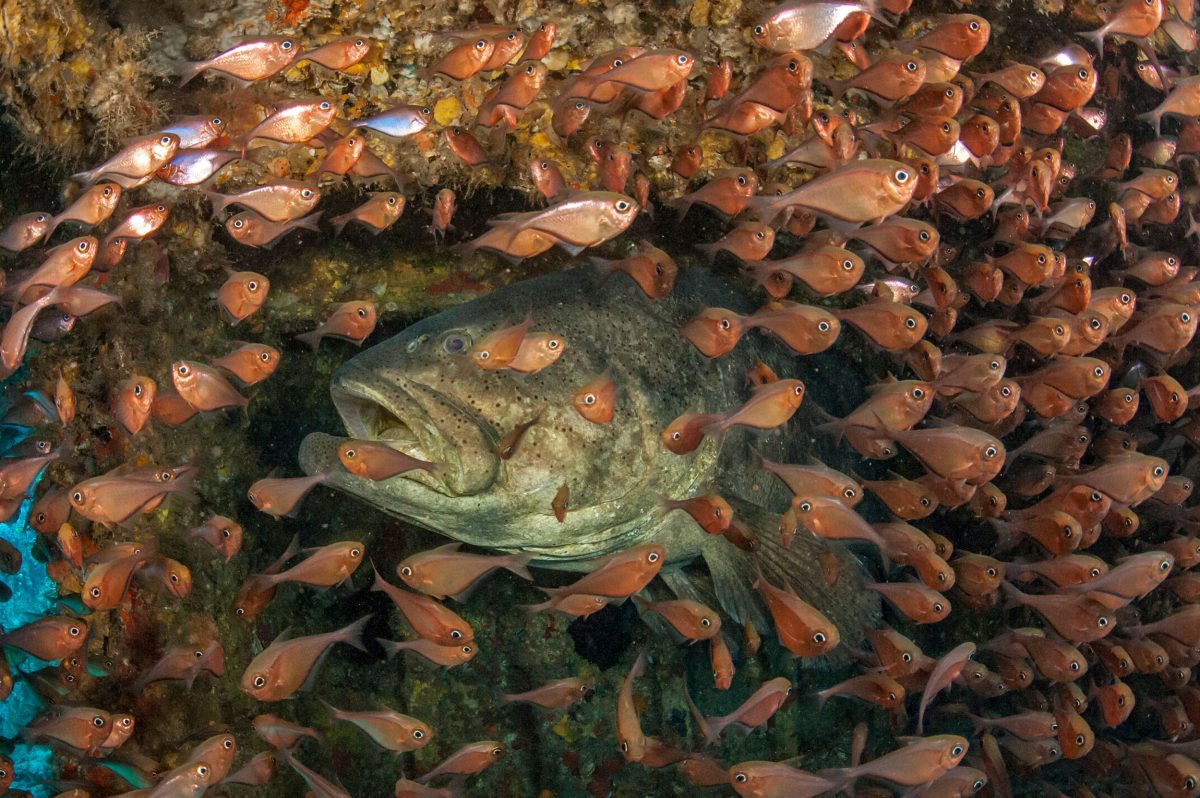 A pair of Goliath grouper takes shelter underneath the Upside Down Barge off Singer Island while photographer Lazaro Ruda looks on.