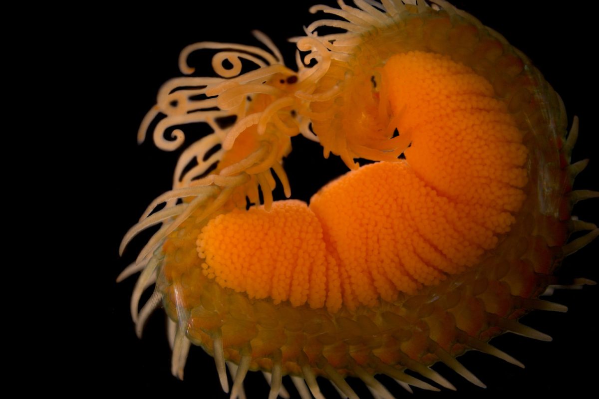bristle worm with eggs