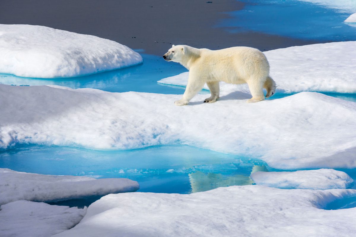 Young Polar bear (Ursus maritimus) walking across melting sea ice, Scott Inlet, Baffin Island, Canada