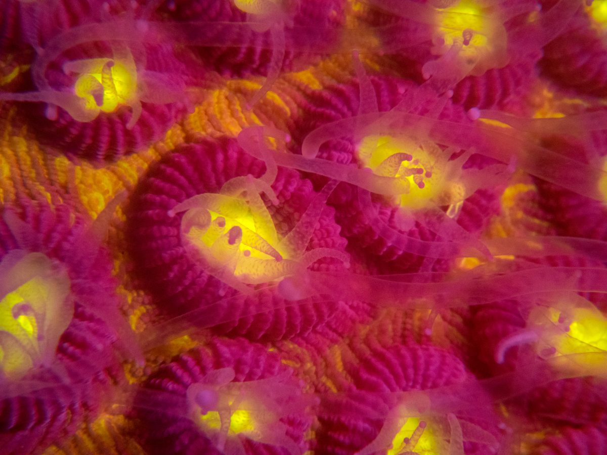 coral in Dauin, Philippines