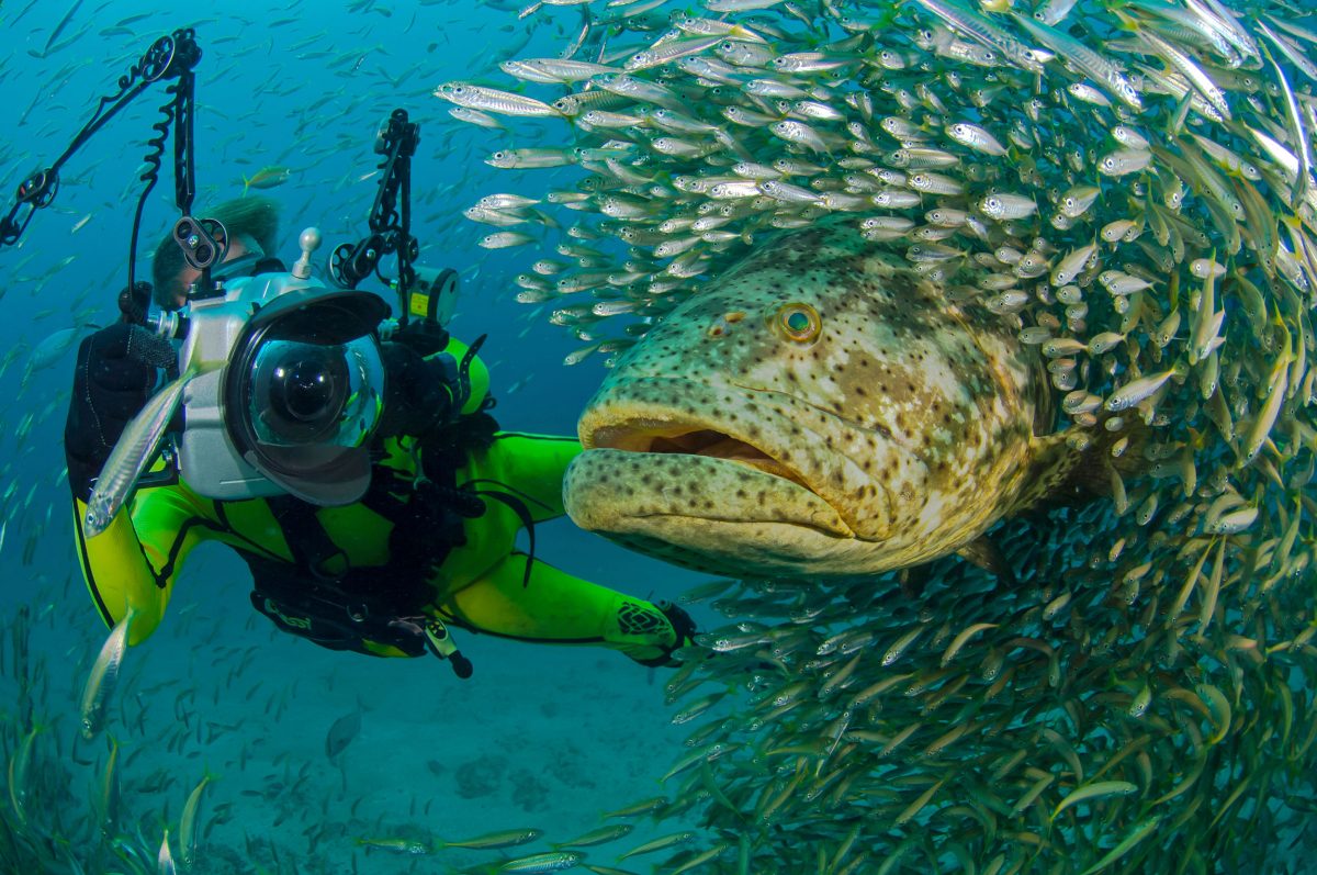 Photographer Douglas Seifert swims alongside a goliath grouper and a cloud of round scad near the Zion Train artificial reef off Jupiter, Florida.