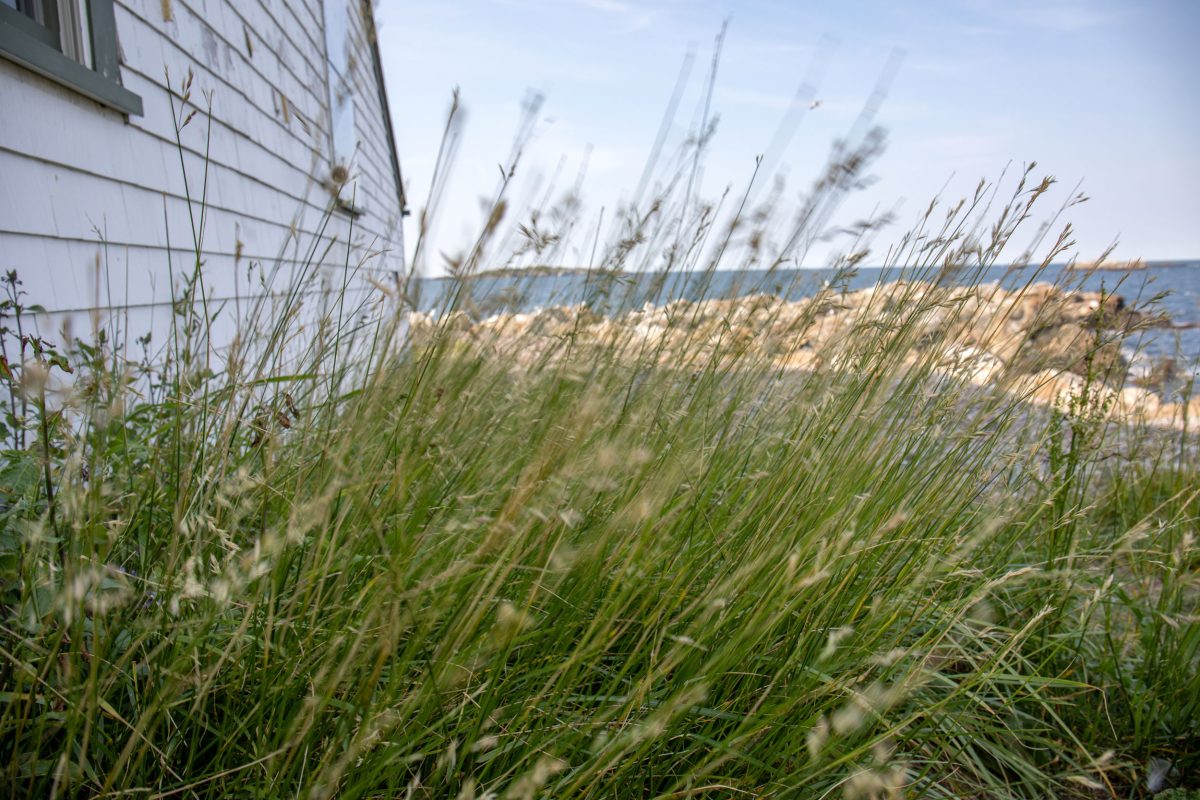 grass blowing in the wind on Little Brewster Island