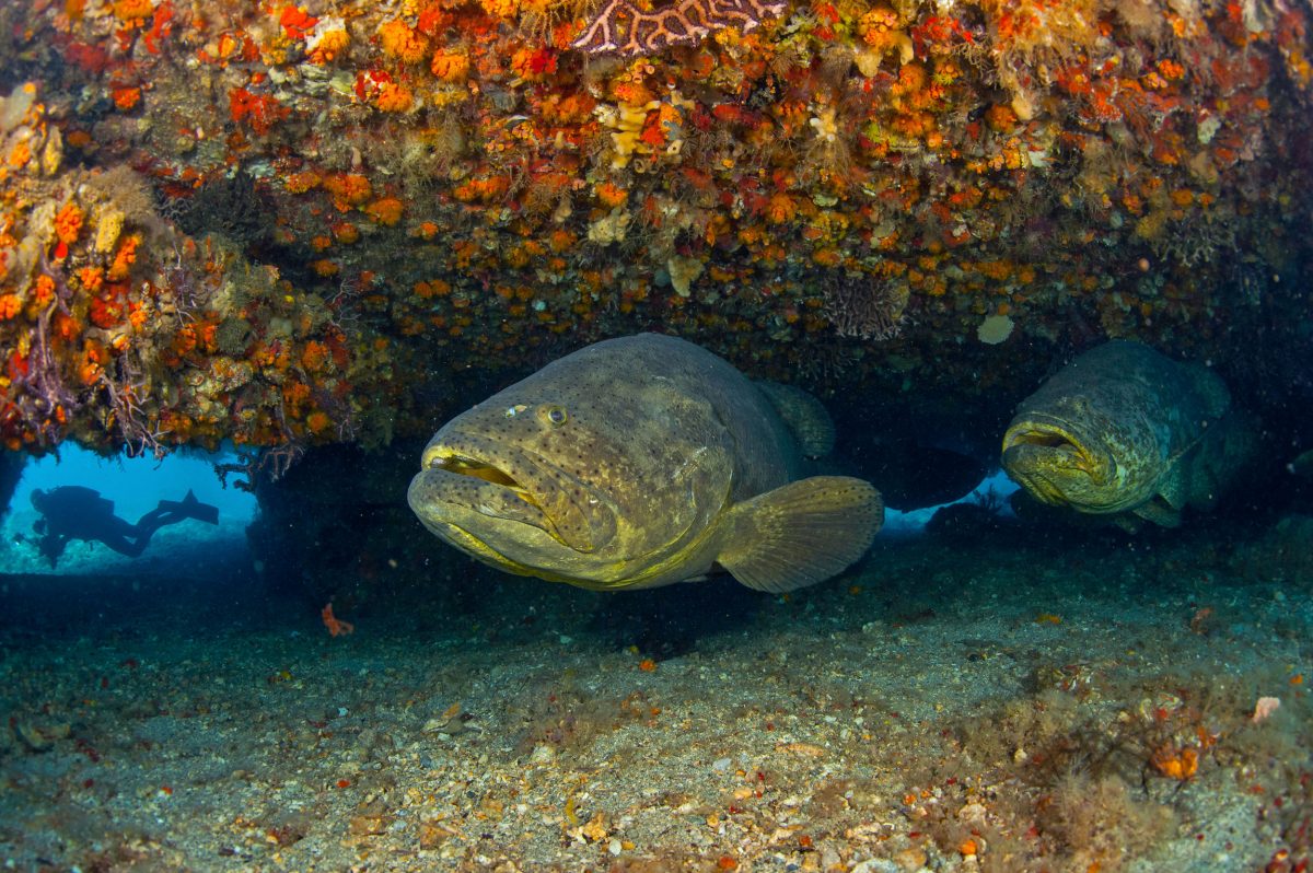 A pair of Goliath grouper takes shelter underneath the Upside Down Barge off Singer Island while photographer Lazaro Ruda looks on.