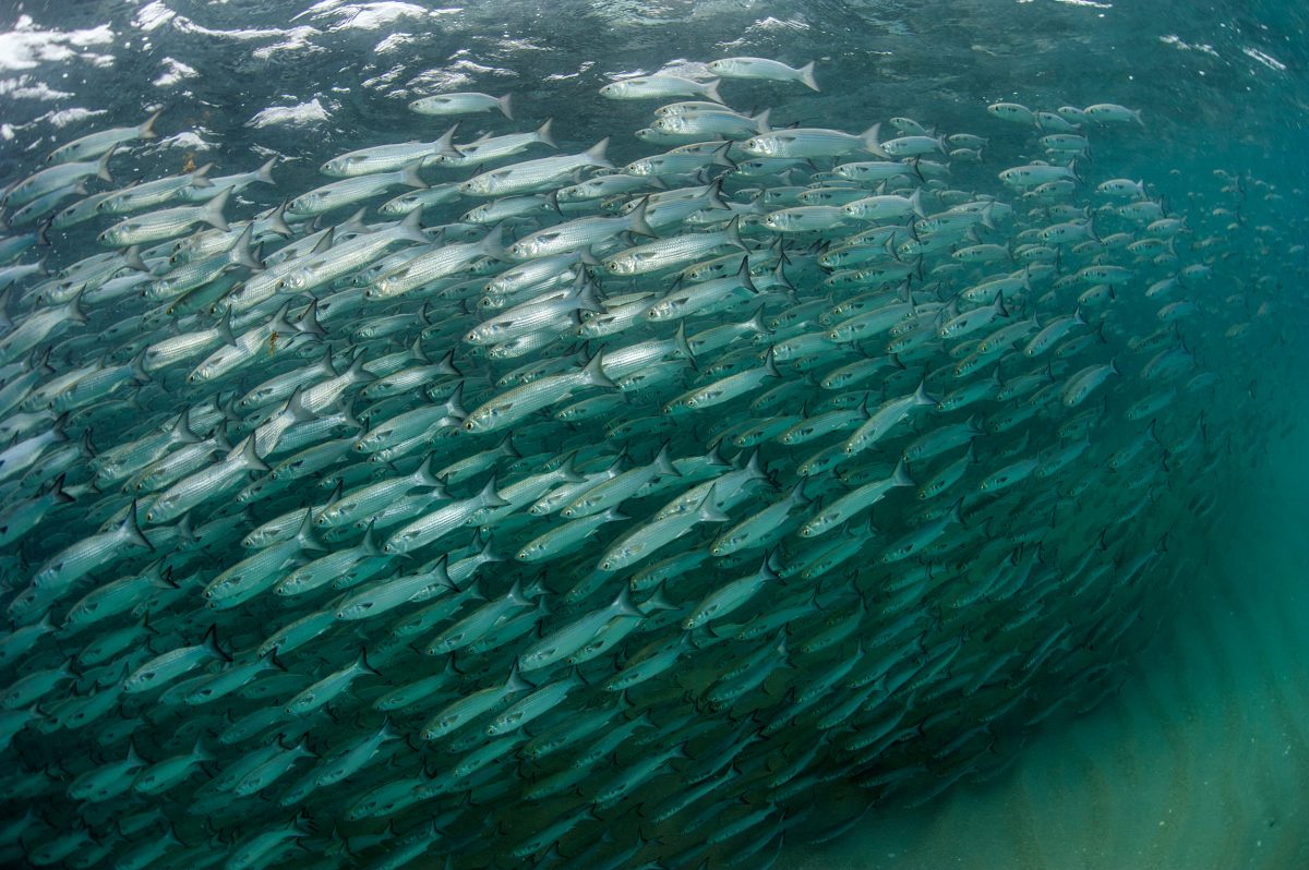 A school of mullet swims in a tight, synchronized formation as it is pursued by blacktip sharks and tarpon. 