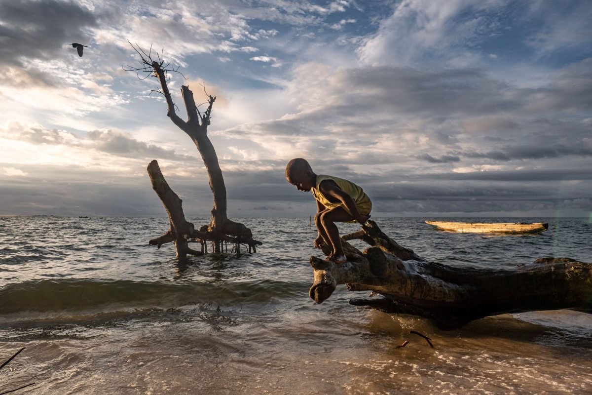 A boy climbs on a fallen tree killed by seawater.