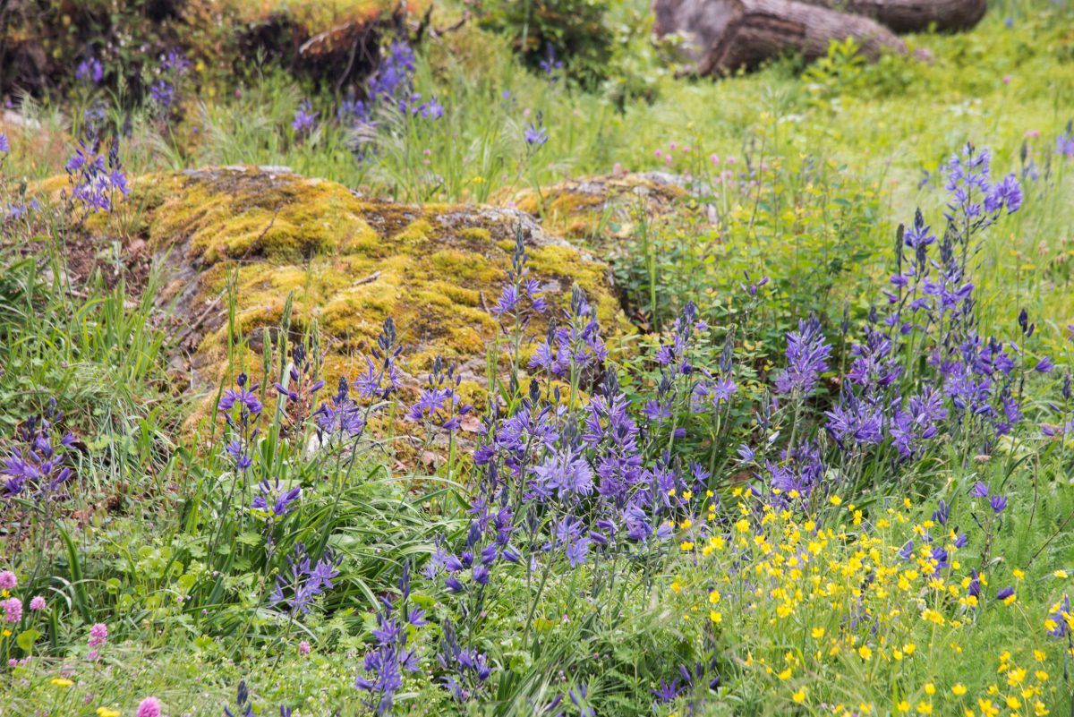 camas flowers in Garry oak habitat at Fort Rodd Hill National Historic Site