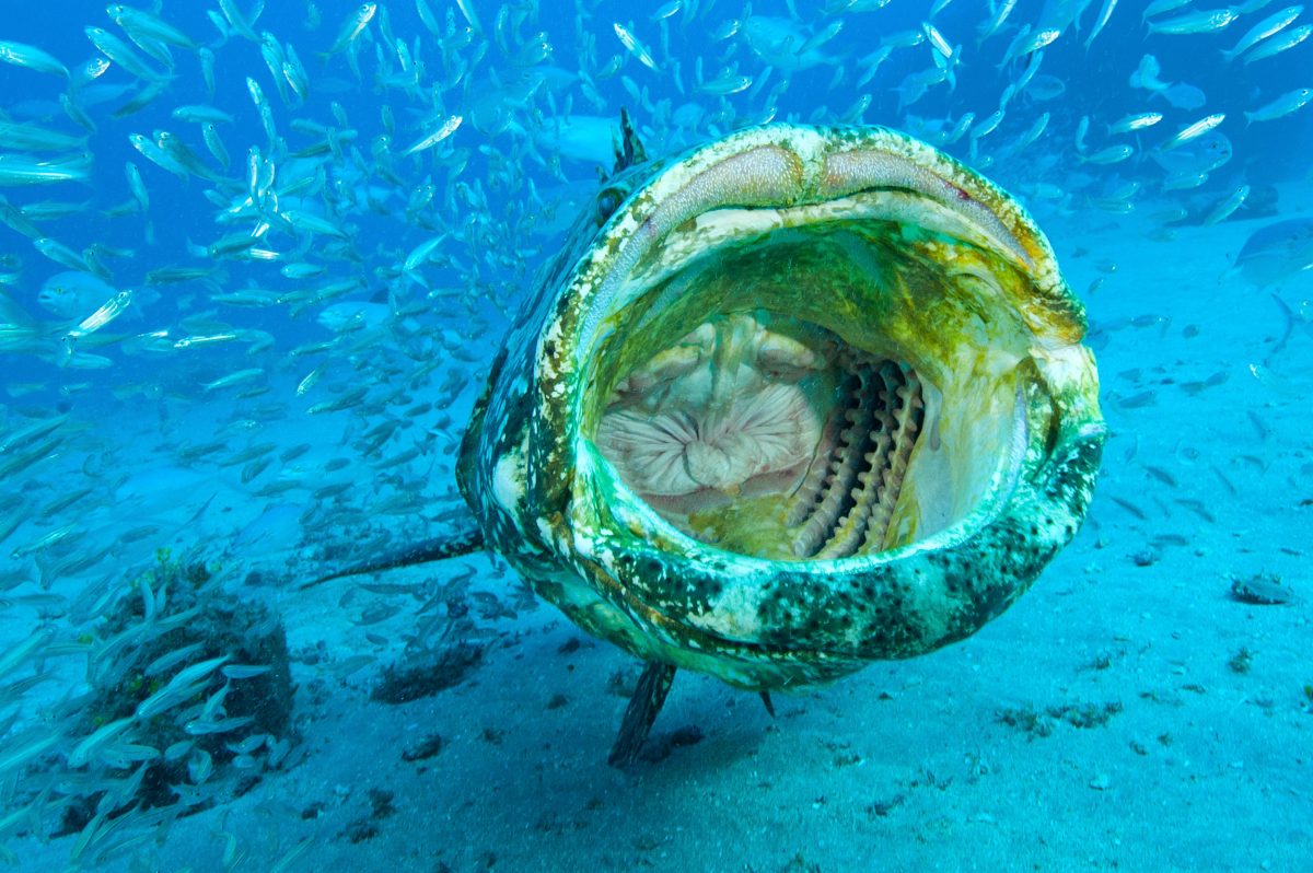 goliath grouper with its mouth wide open