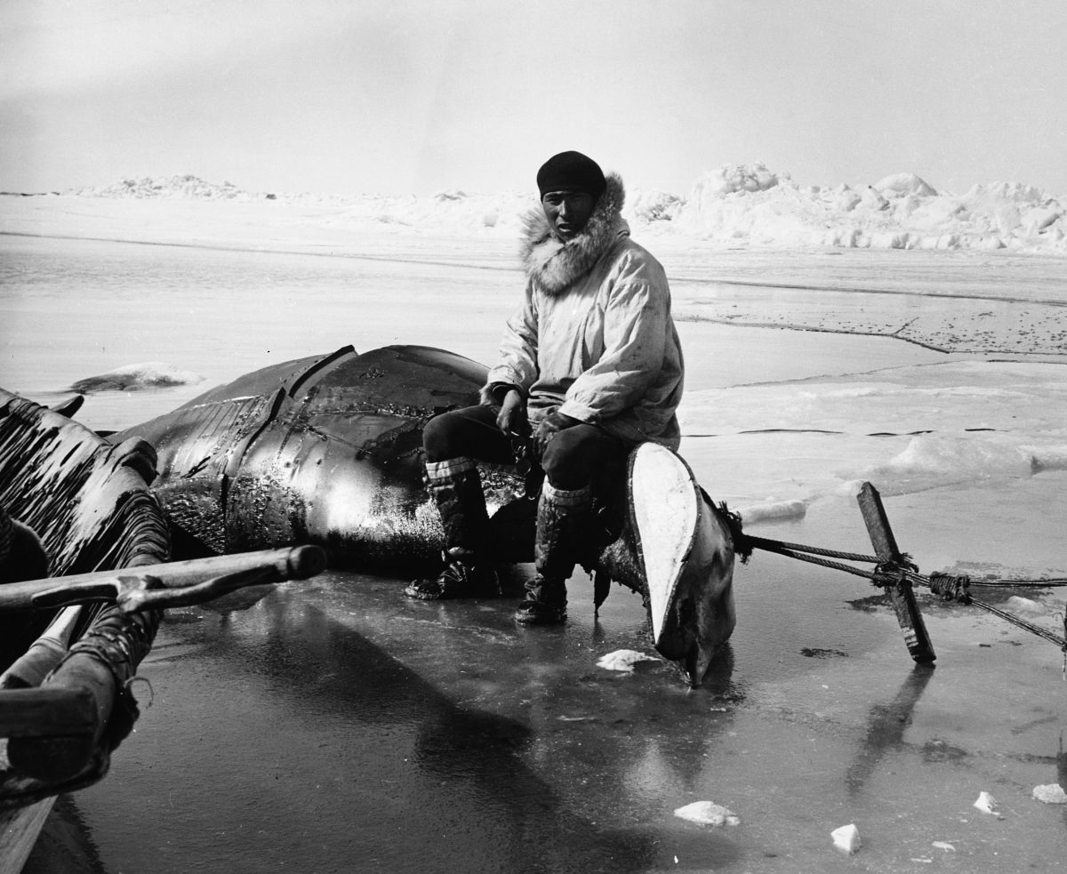 An Inuit hunter sits on a whale that’s been hauled to shore for butchering in Point Hope, Alaska, in 1900. Photo by Hulton Deutsch/Getty Images