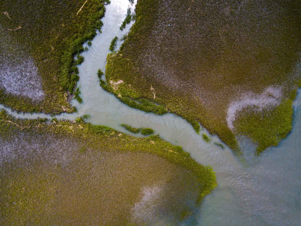 aerial photo of the ACE Basin