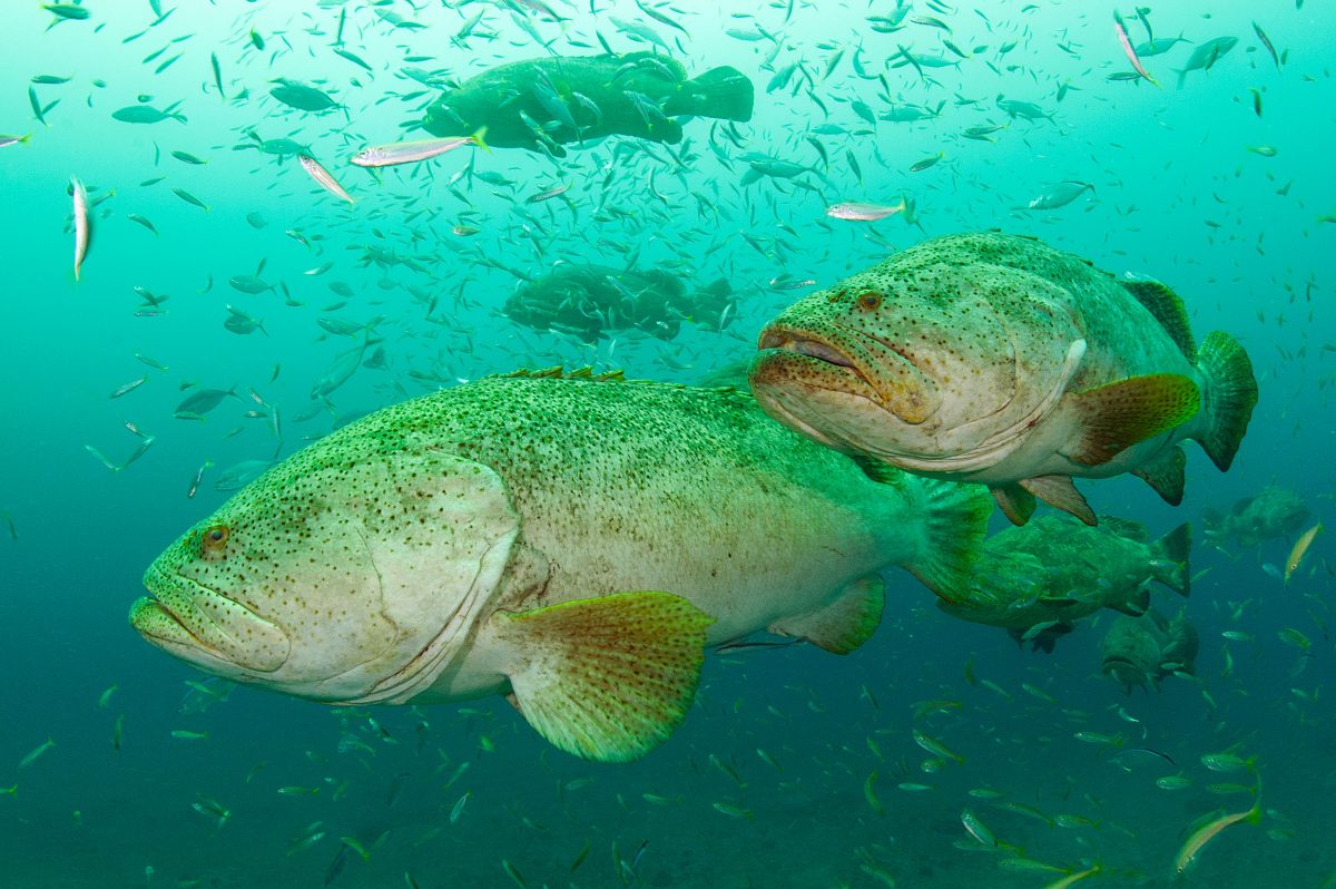 Goliath grouper hover in the current high above the Mizpah