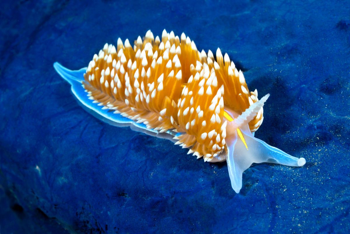 A aeolid nudibranch called hermissenda crawls across a blue rock surface on a reef in California.