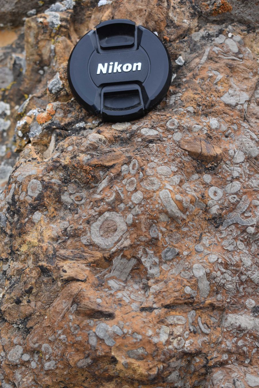 A nikon lens cap sitting on a red rock filled with circular archaeocyanth fossils.