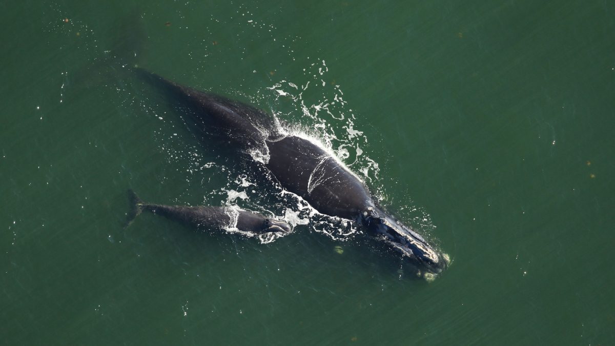 right whale mother and calf
