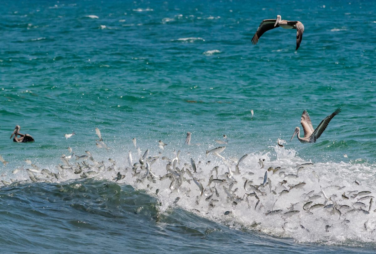 Brown pelicans chase after a school of mullet while predatory fish, most likely jack and tarpon, attack the baitfish from below, making them launch into the air.