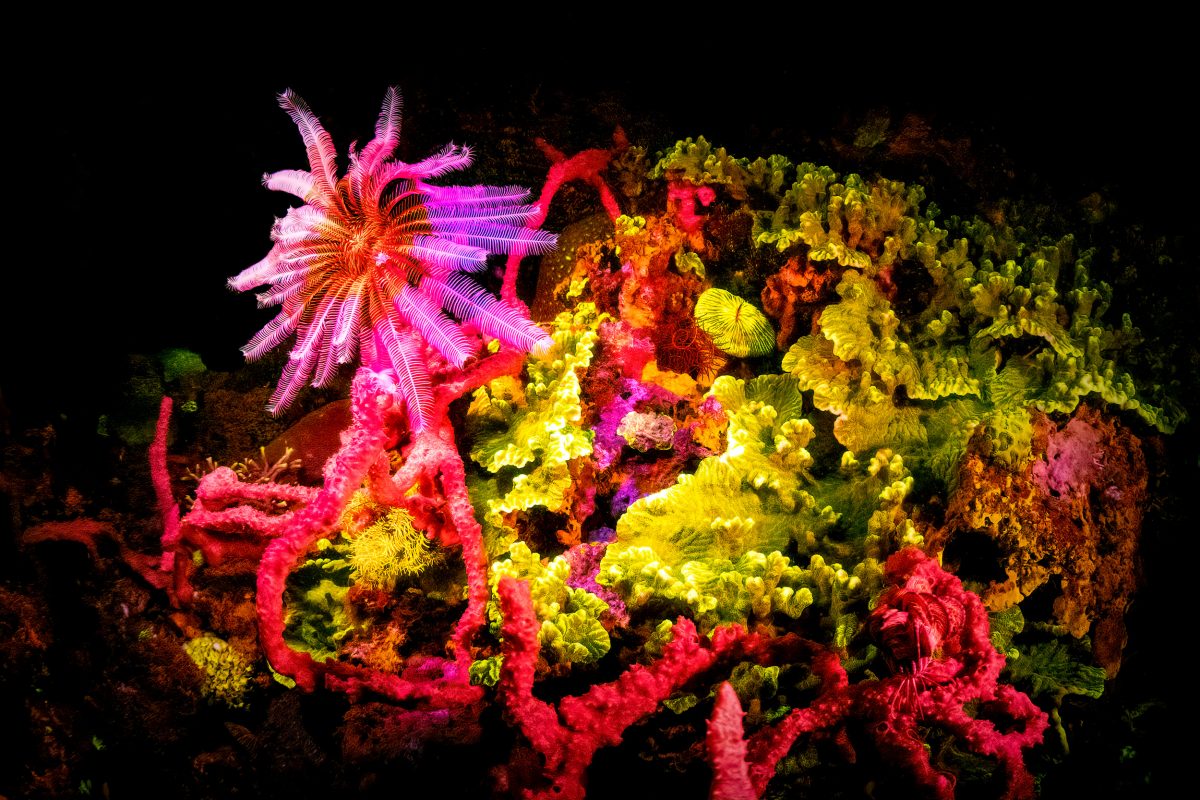 fluorescent coral