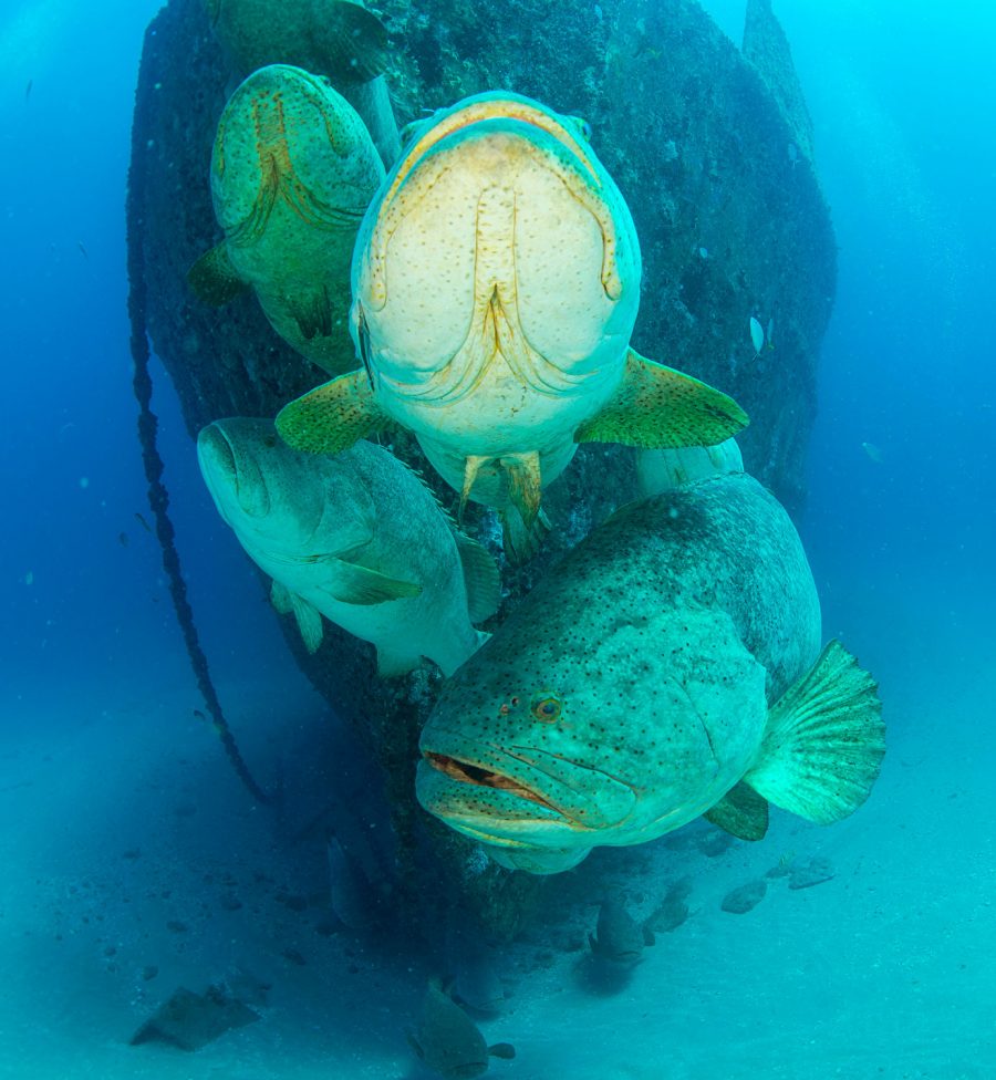Goliath grouper hover near the bow of the Ana Cecilia during their annual spawning aggregation.