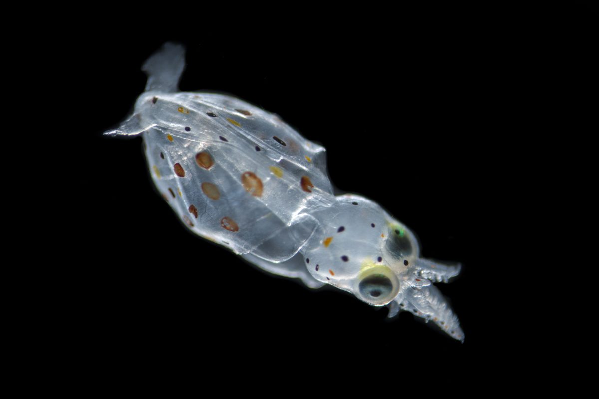 baby opalescent squid