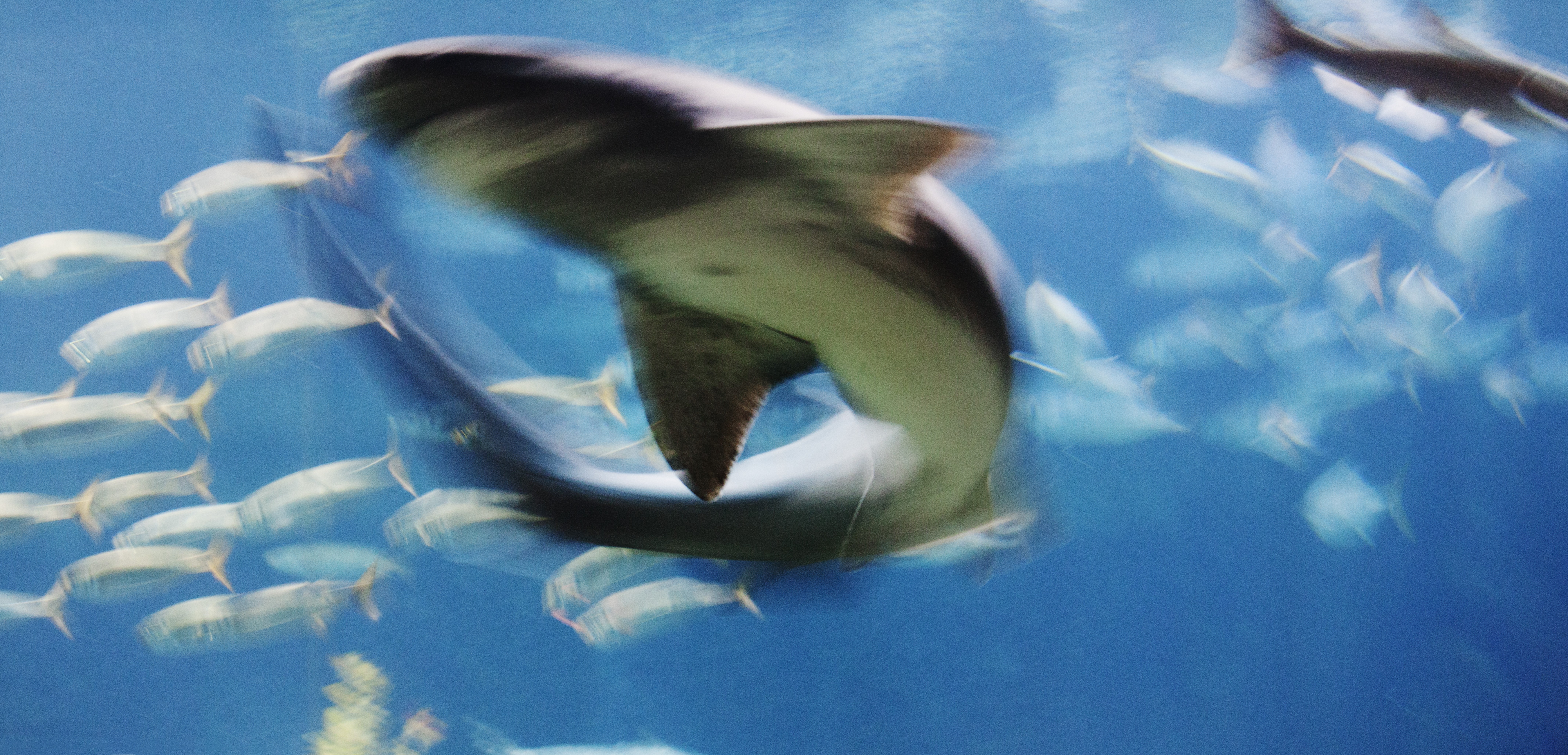 In California the incidence of shark bites is increasing, even while the rate drops. Statistics is fun. Photo by Johnér Images/Corbis