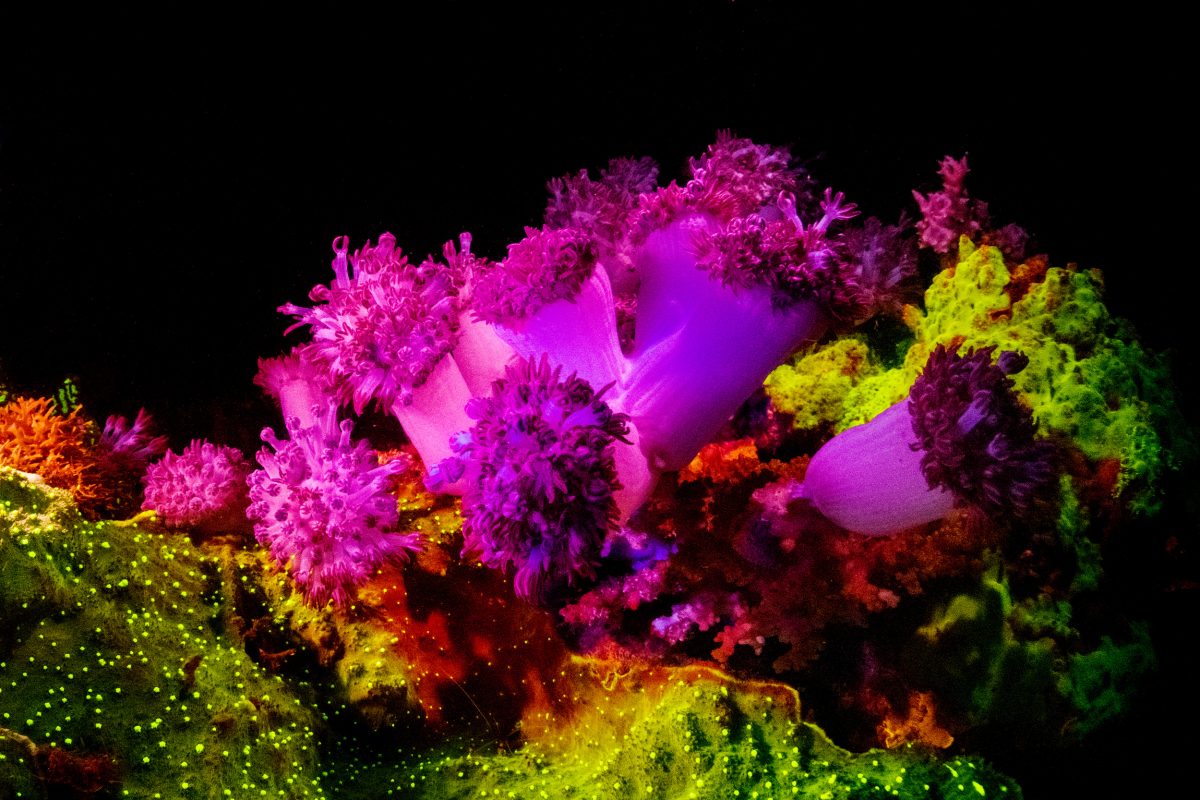 A coral reef in Dauin, Philippines