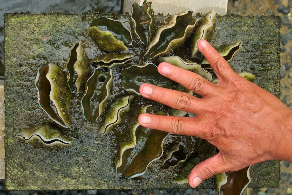hand showing size of tear-old giant clams