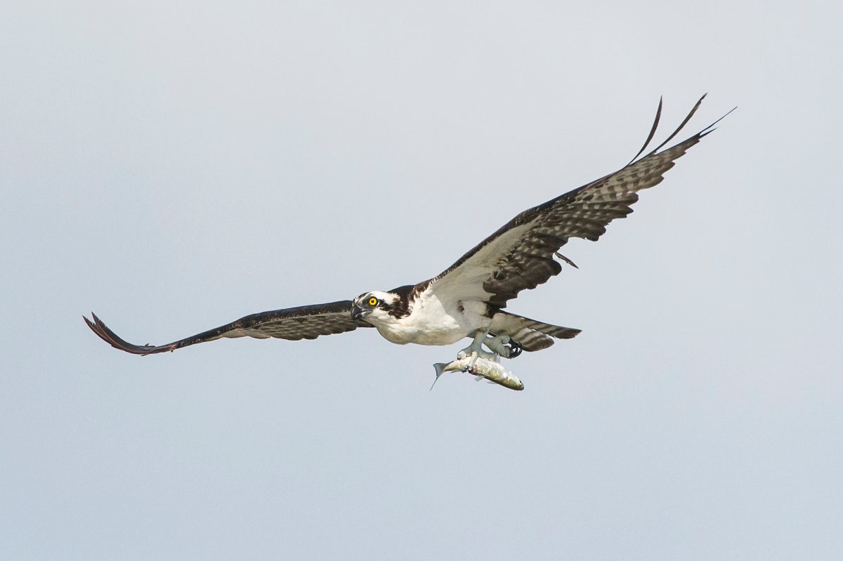 An osprey carries a mullet back to its nest after a successful hunt. With an incredible abundance of prey, osprey and other coastal birds gorge themselves during the migration, making multiple trips from their nests to the ocean to catch dinner.