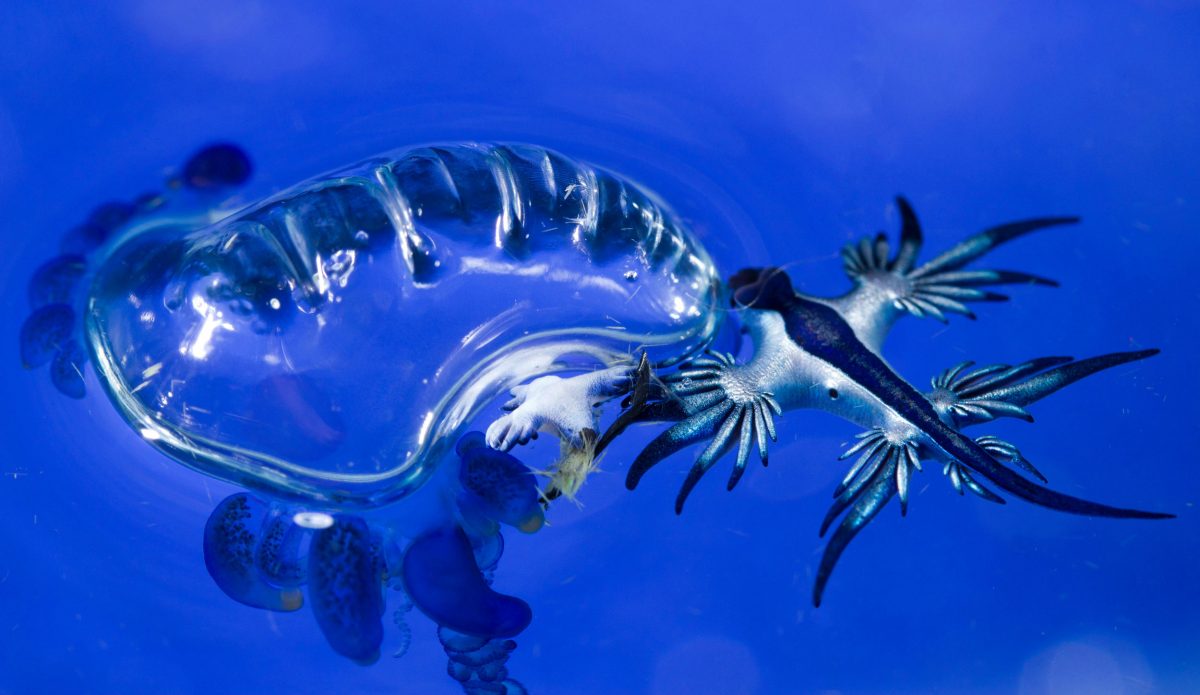pelagic nudibranchs eat man-o-war jellyfish