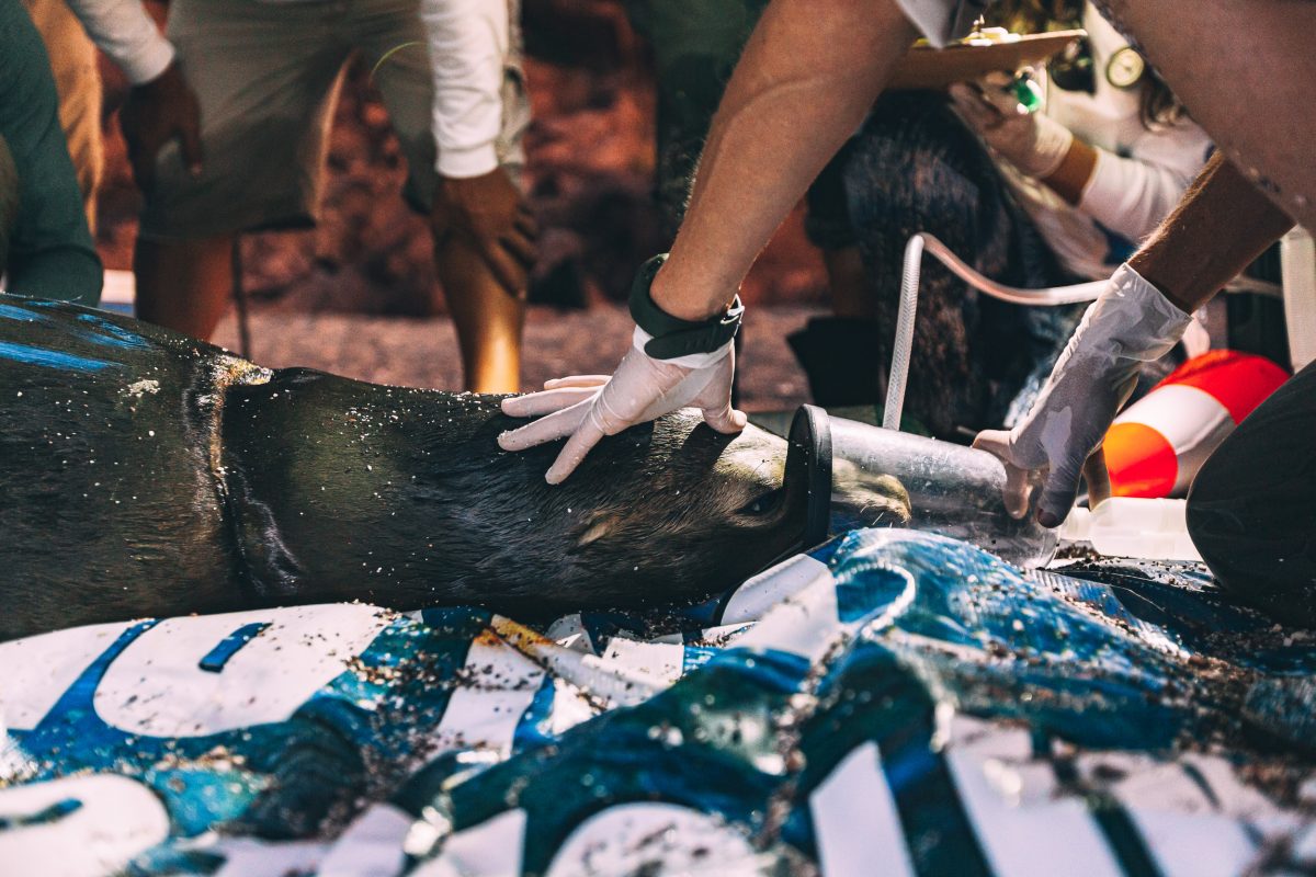 Frida, a California sea lion, receives oxygen and sedative after workers removed fishing line from her neck. 