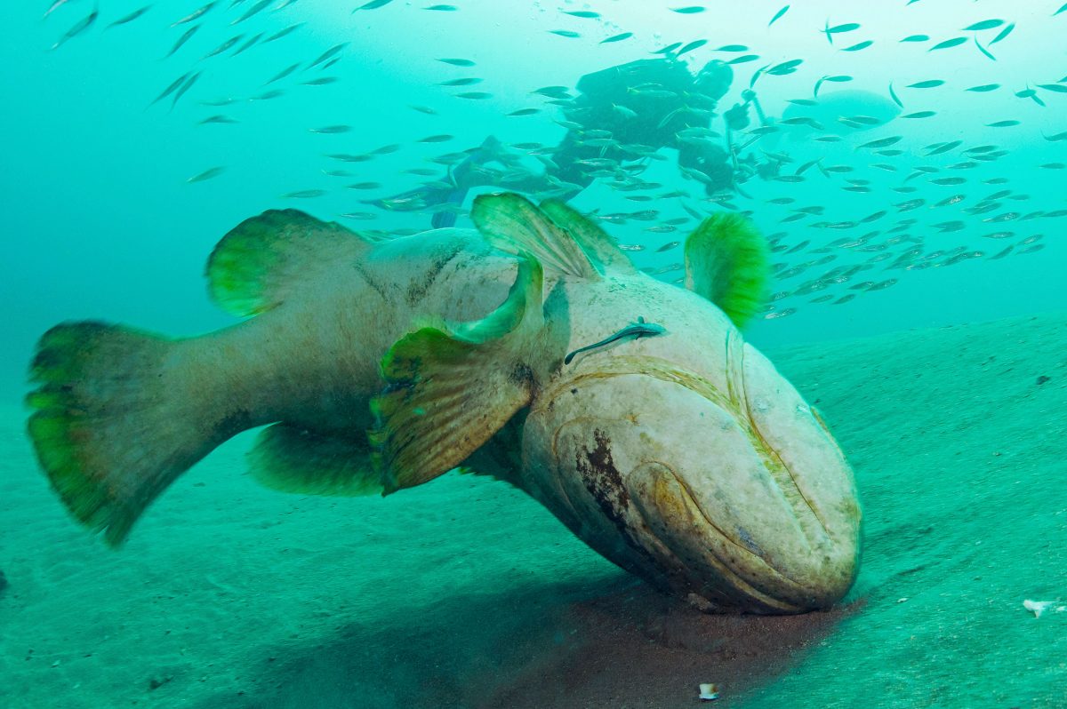 A goliath grouper scratches its nose by flipping upside down and rubbing against the coarse sand.