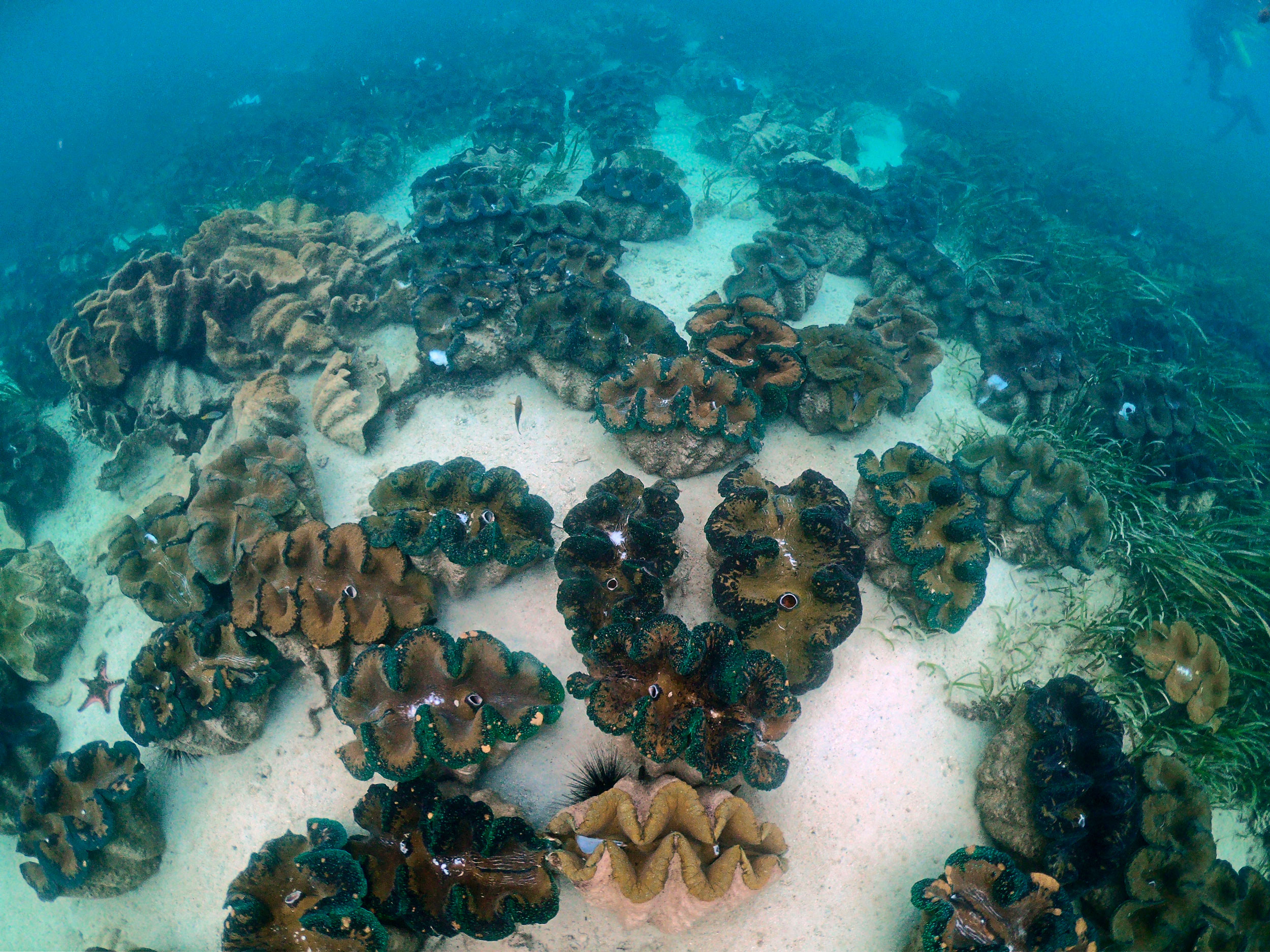 how big do giant clams get
