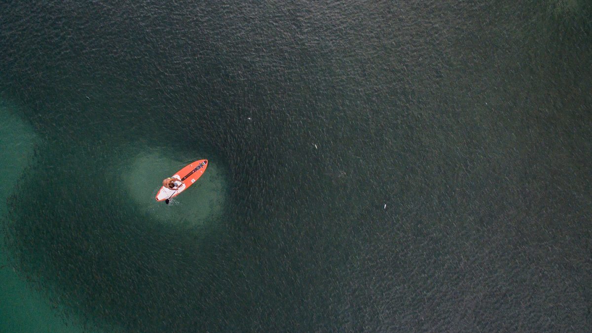 drone shot of a standup paddleboarder surrounded by striped mullet