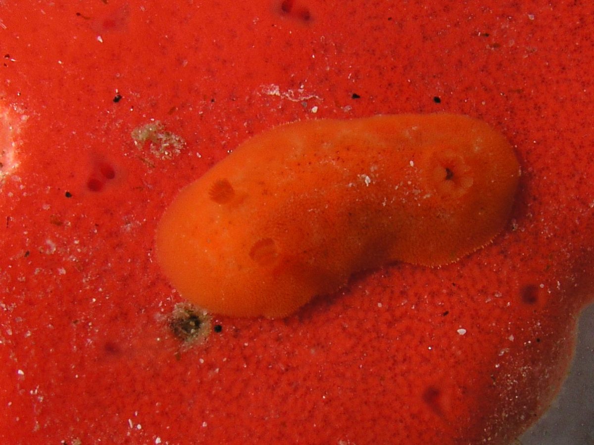 Rostanga pulchra nudibranch