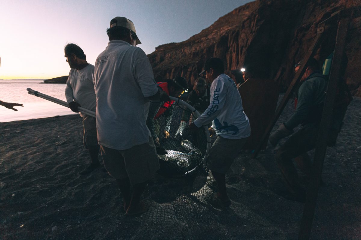 After completing a procedure to remove fishing line from Frida’s neck, members of the rescue team carry the sea lion in a net back to the sandy shores of Isla Partida, where their temporary field station is set up. 