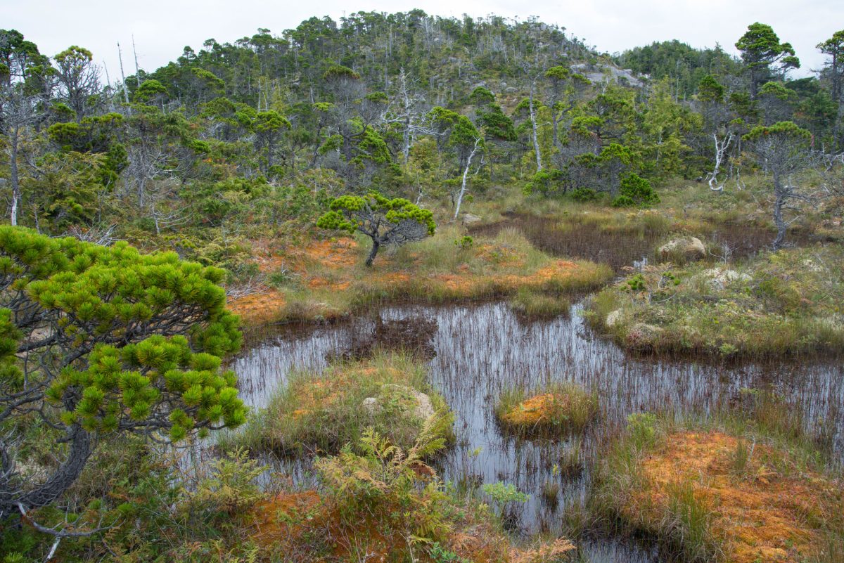 bog forest on Calvert Island