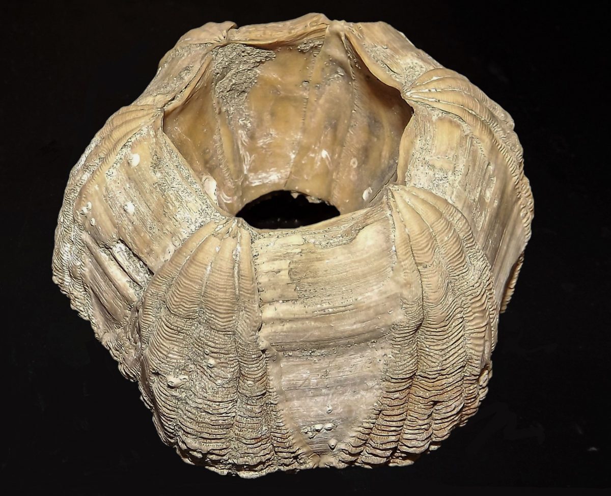 fossilized whale barnacle, Coronula diadema