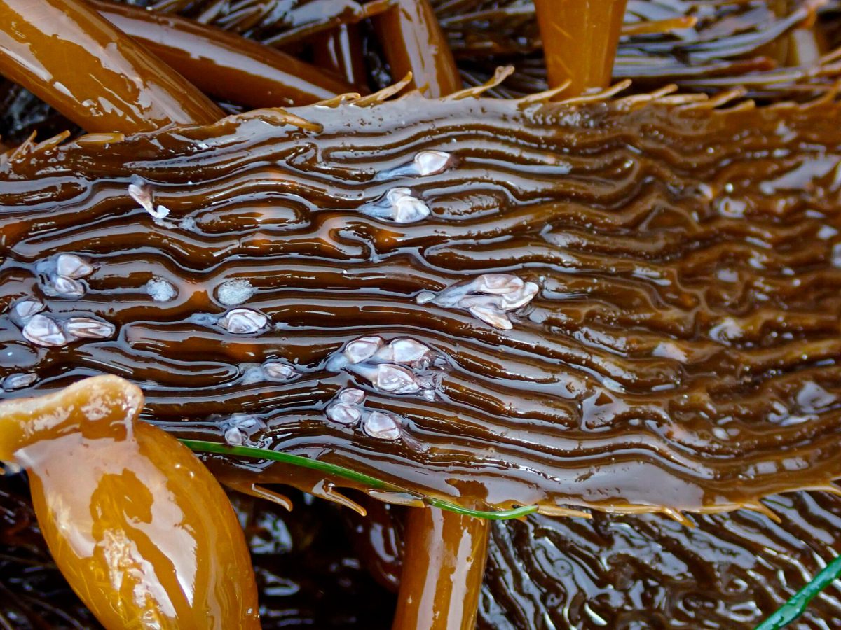 gooseneck barnacles on kelp