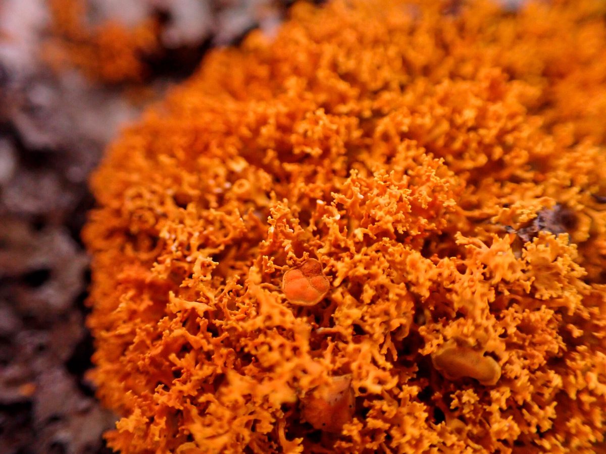 shrubby sunburst lichen