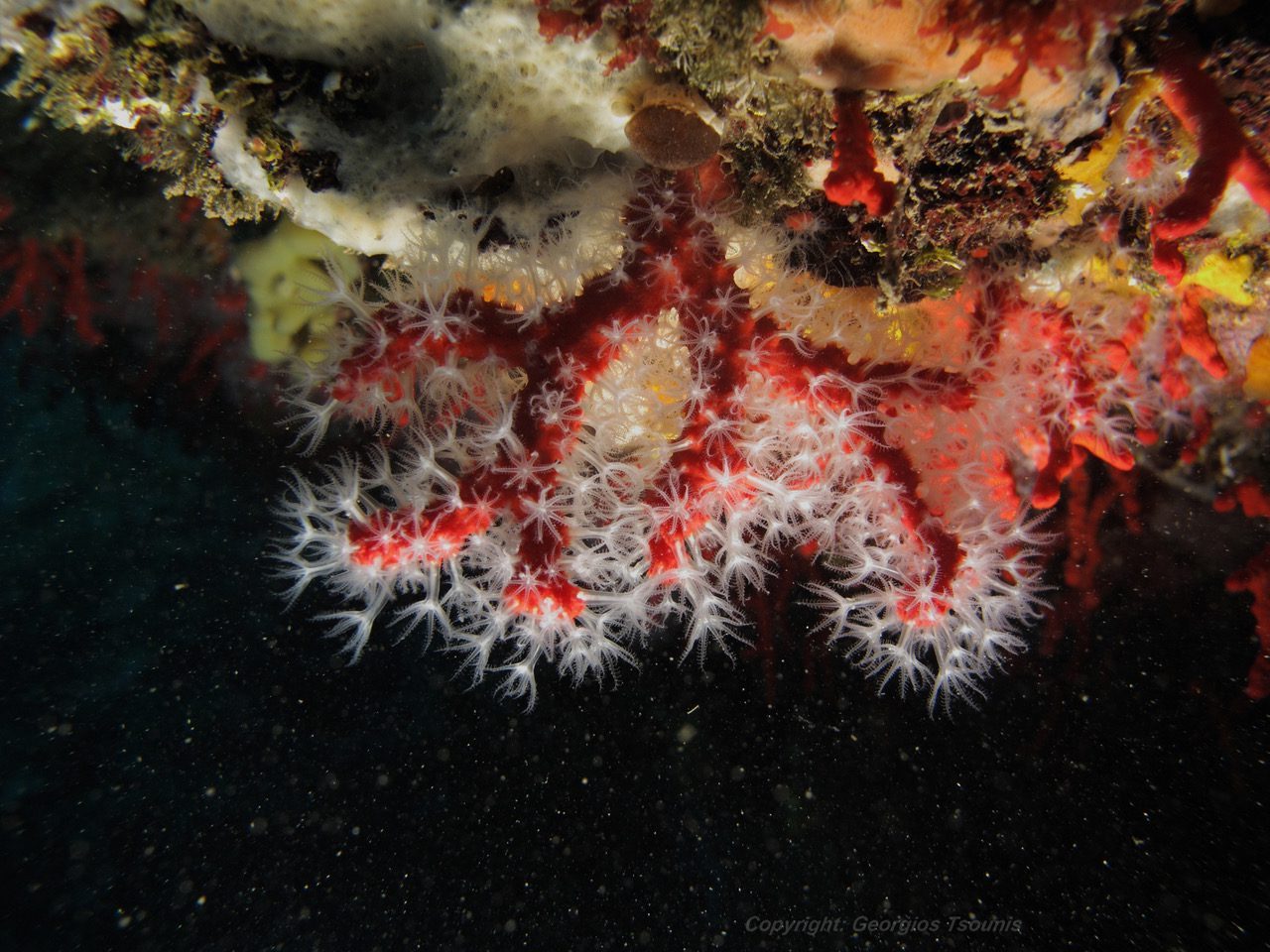 Red coral sits attached to undersea rock against a black background